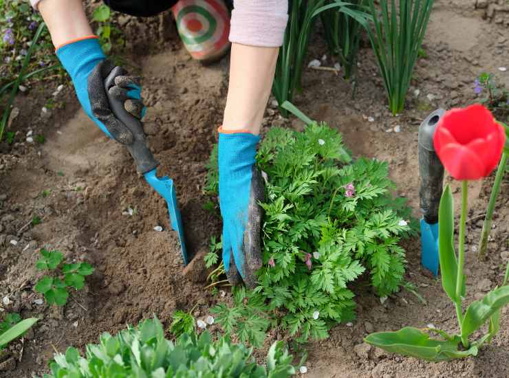 Un modo per prendersi cura del proprio giardino senza preoccuparsi del lato economico. - Metropolinotizie.it